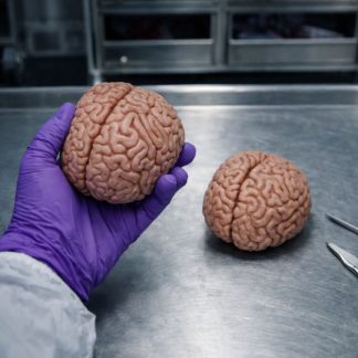 Lifesize Brain Foam Rubber