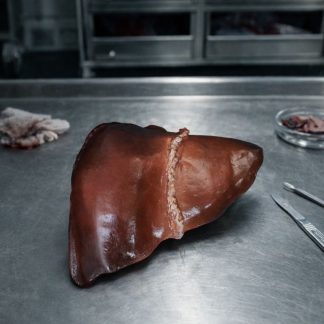Large Liver Prop